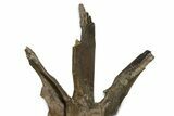 Fossil Dinosaur (Triceratops) Dorsal Vertebra - Wyoming #362049-9